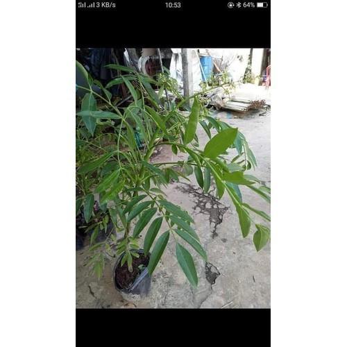 Sản phẩm Cây Ăn Trái cây cóc thái