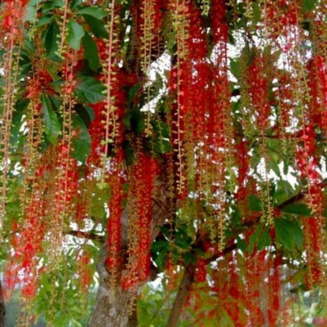 Cây lộc vừng giống - cây giống