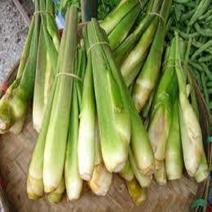 10 CÂY GIỐNG CỦ XẢ 981SP