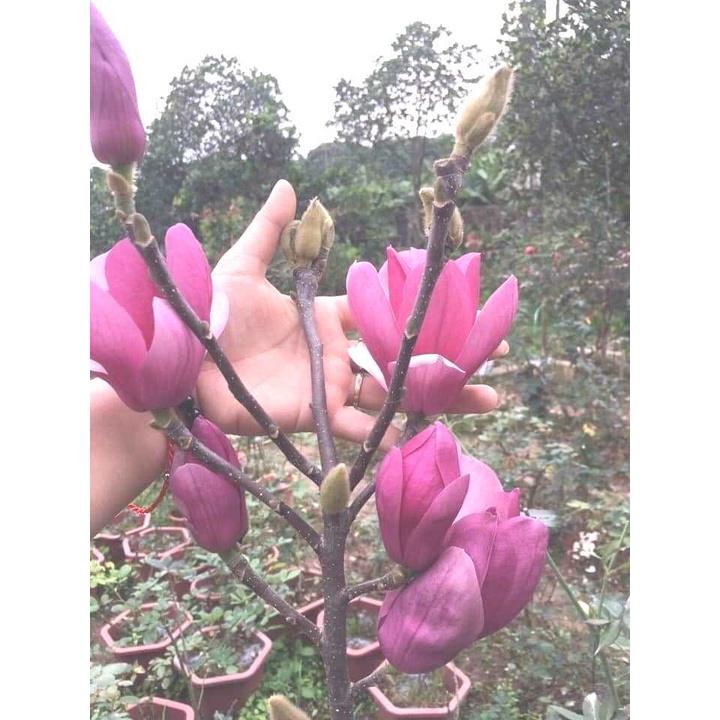 Hoa mộc lan siêu nụ siêu đẹp đủ màu