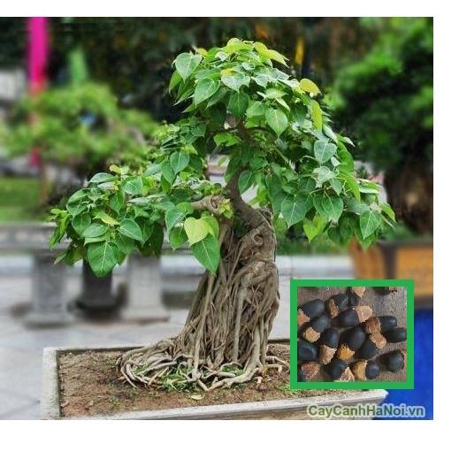 Hạt giống cây bồ đề ấn độ đỏ CT5584 - 1 gram