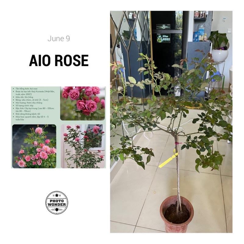 Cây hoa Hồng thân gỗ dáng tree Aio