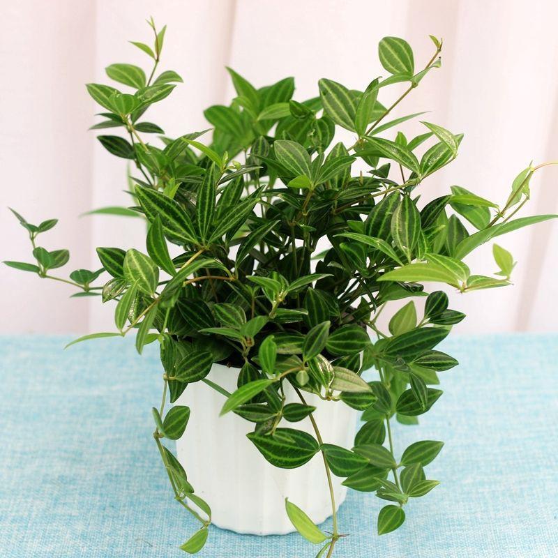 LÁ BÌNH AN CHẬU LỚN