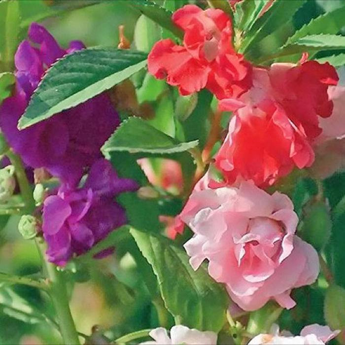 Hạt Giống Hoa Móng Tay Kép Nhiều Màu -