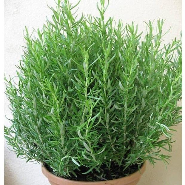 Gói 20 hạt giống cây hương thảo