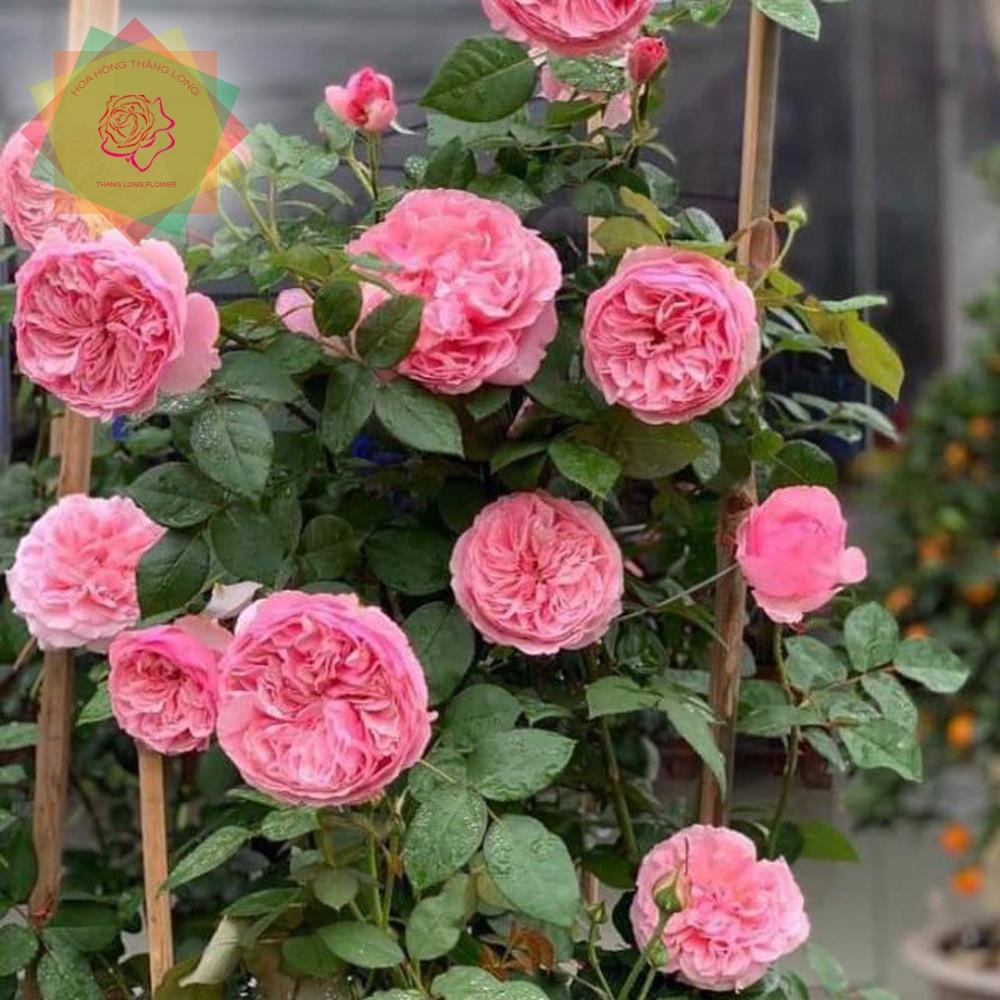 Cây hoa hồng ngoại Carey hồng bông to bền hoa - Hoa hồng Thăng Long Flower