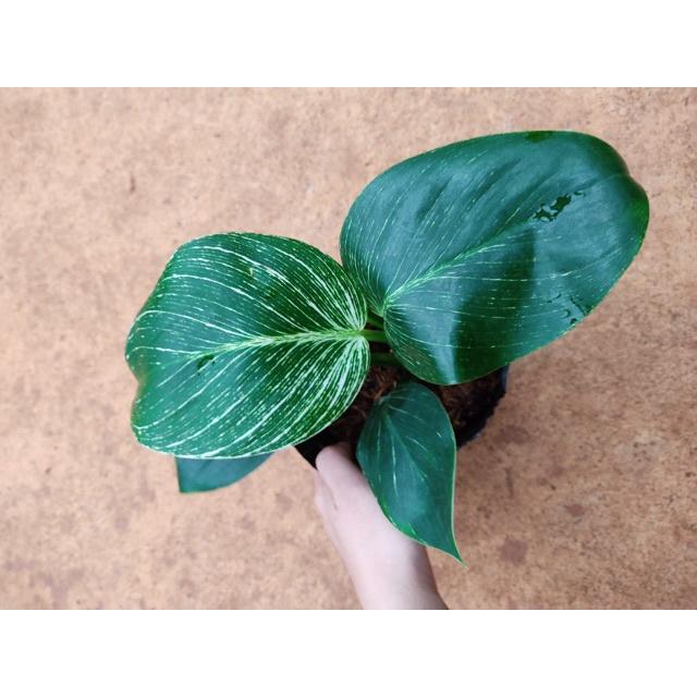 Cây đế vương hoàng kim - Philodendron birkin