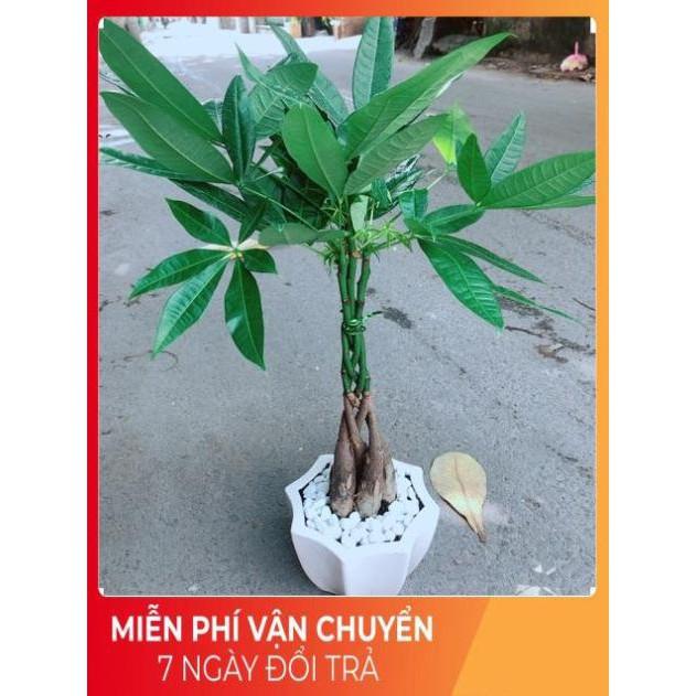 Chậu Kim Ngân 5 Thân Thắt Bính