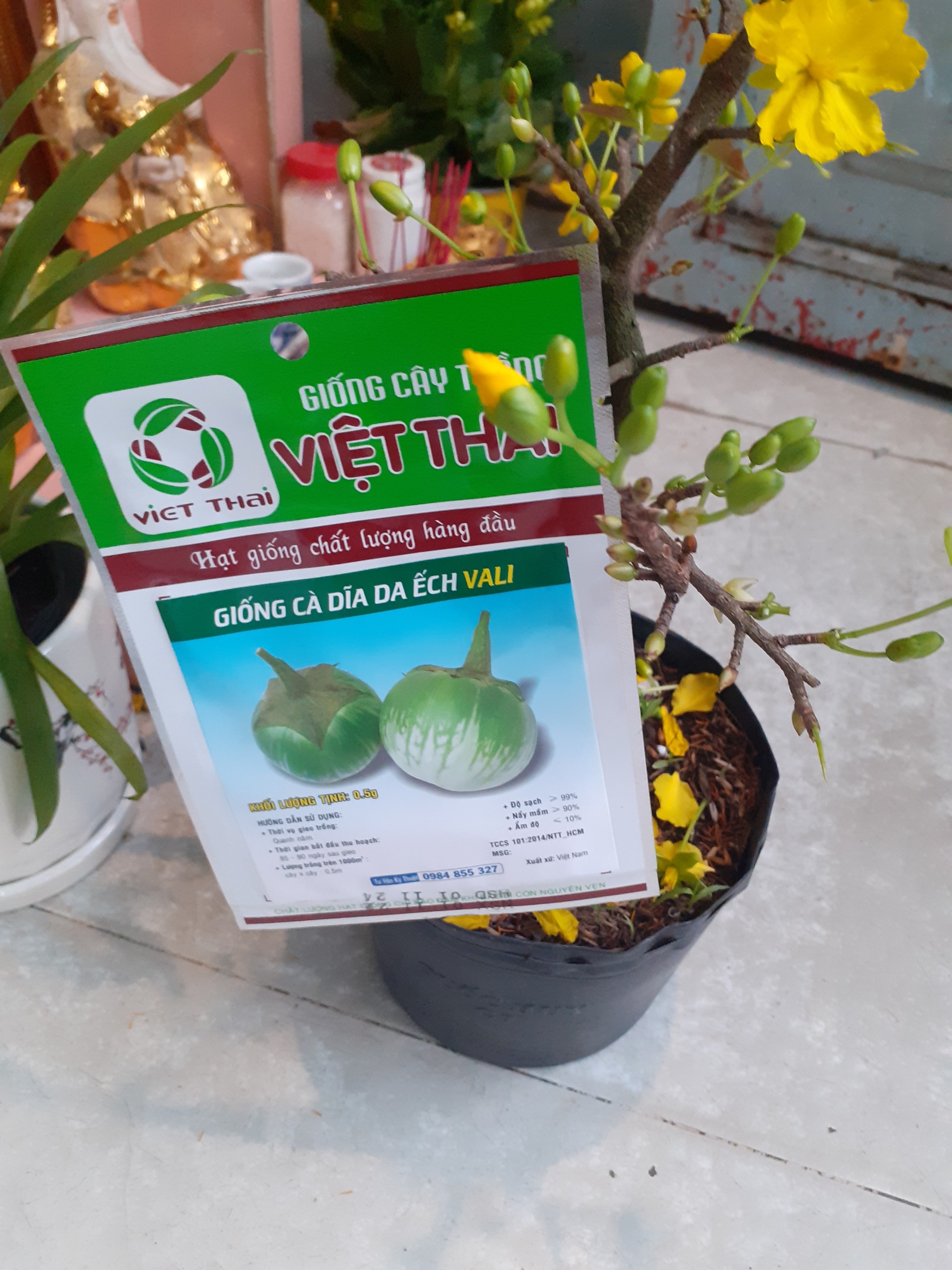 Combo 10 gói hạt giống CÀ DĨA DA ẾCH VALI