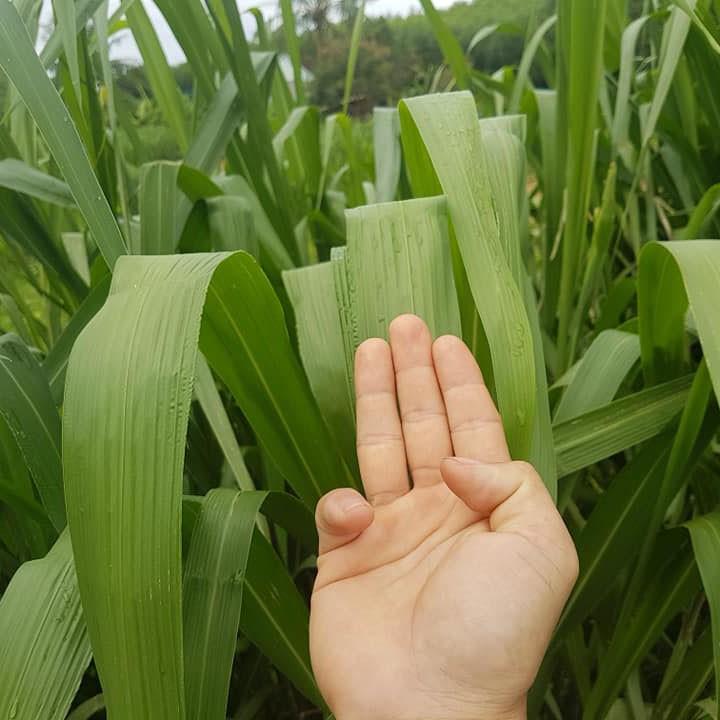 Combo 3C Gồm 3 Loại Hạt Giống Cỏ Chăn Nuôi