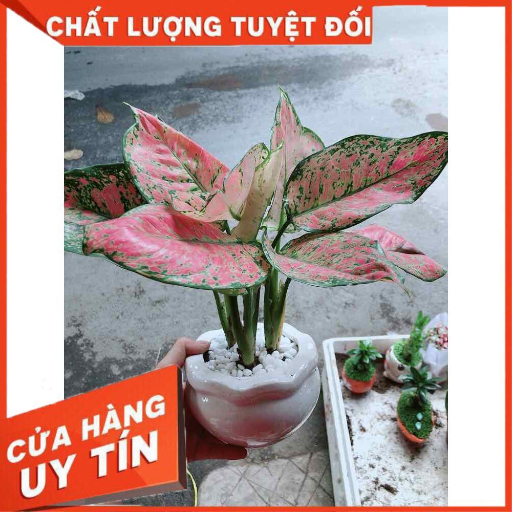 Chậu Vạn Lộc Nhiều Người Mua