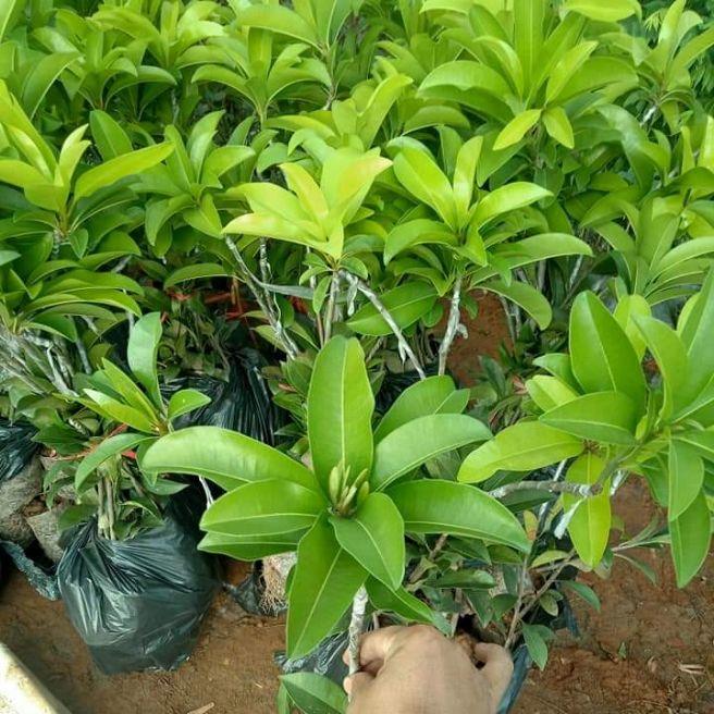 Cây hồng xiêm xoài