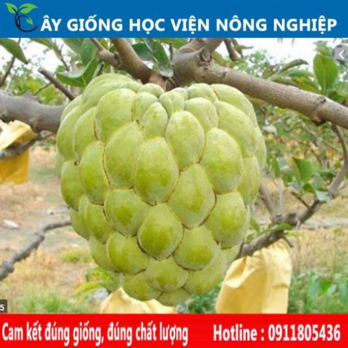 Sản phẩm Cây Ăn Trái cây giống na thái