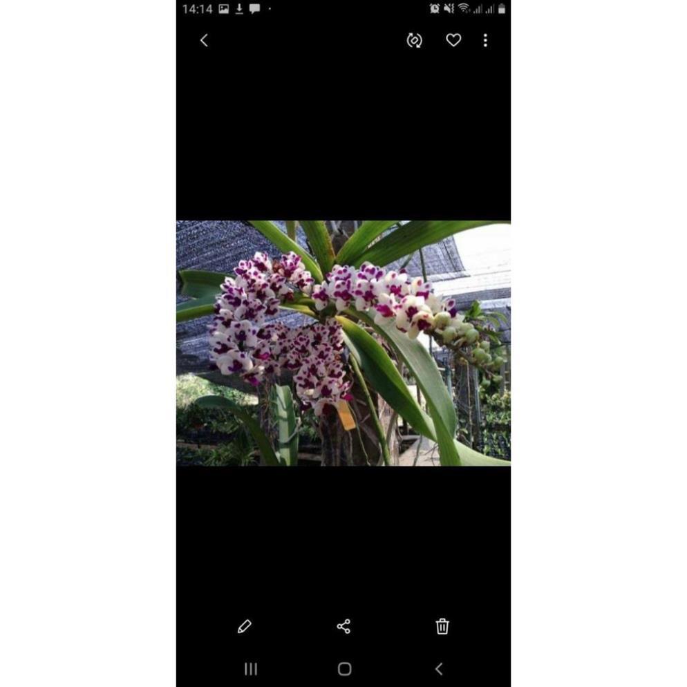 Hoa phong lan đai châu rừng cây nhỡ