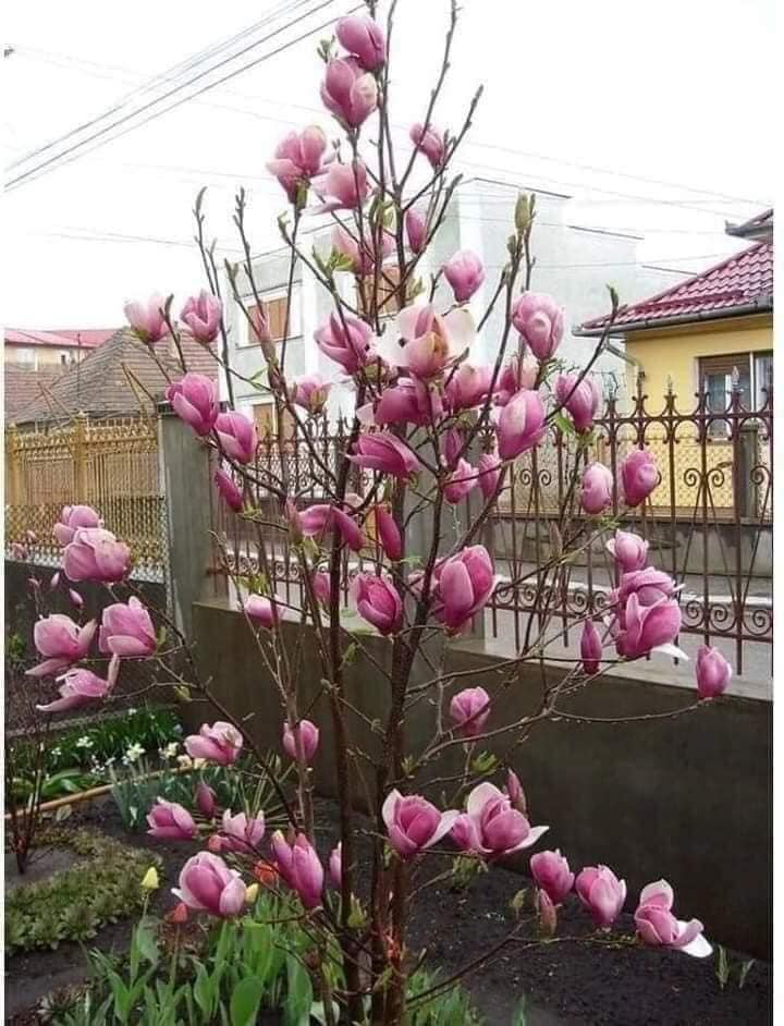 Cây hoa mộc lan màu hồng cánh sen cây đang nụ nở hoa vào tết