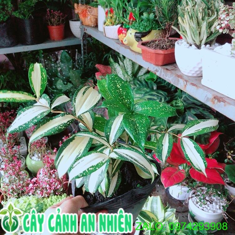 Trúc Nhật Nữ Hoàng