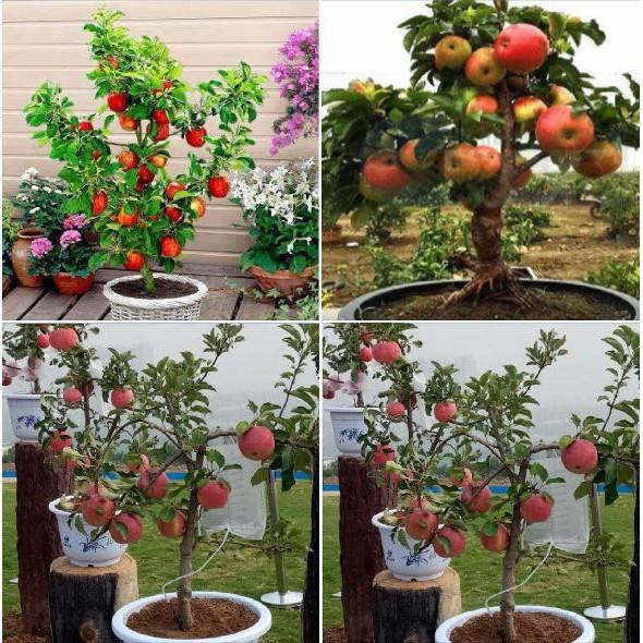 Hạt Giống Táo Lùn Đỏ - Táo Bonsai - 10 hạt/gói