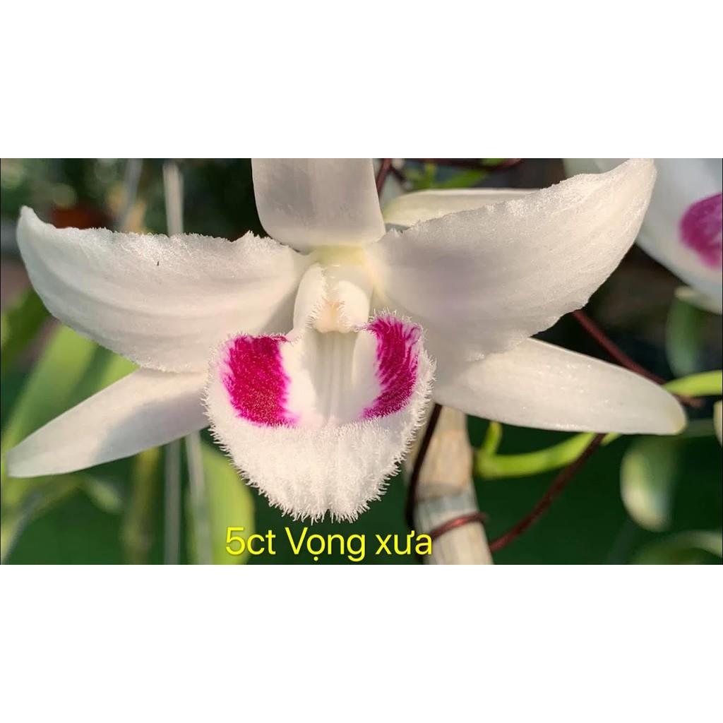 Cốc phi điệp 5 cánh trắng VỌNG XƯA- hàng CẤY MÔ - hoa TÙY DUYÊN - hoa siêu đẹp