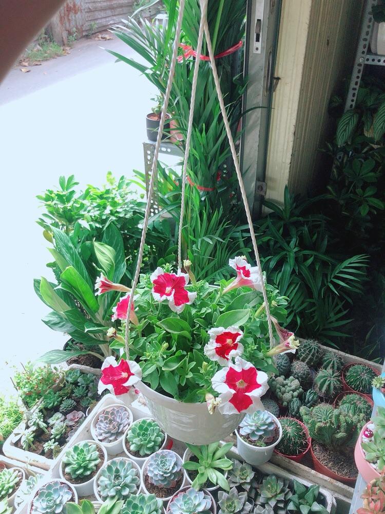 Chậu Hoa Dạ Yến Thảo