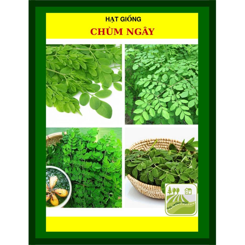 Hạt Giống Chùm Ngây Gói 2 Gram