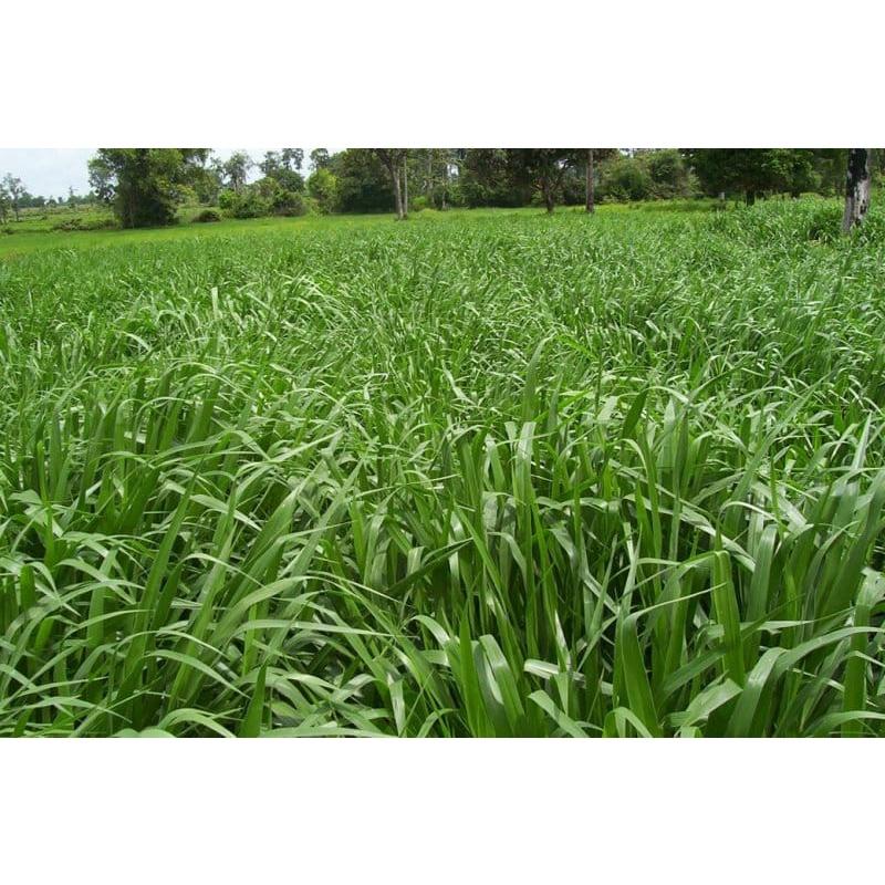 Hạt Giống Cỏ Chăn Nuôi Chịu Ngập Ubon Paspalum KNS3736 - Gói 50 GRAM