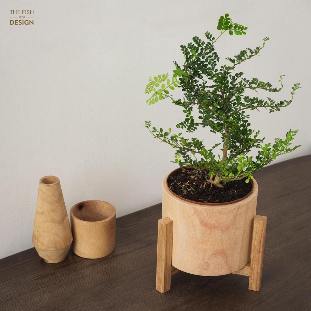 Cây Cần Thăng Bonsai mang lại nhiều thành công trong công việc, đặc biệt là người mệnh Mộc | size LS | The Fish Design