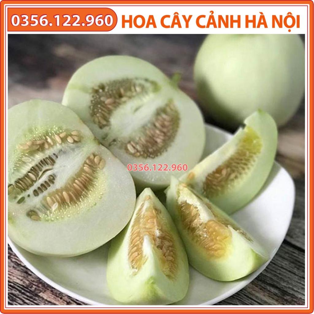 Hạt giống dưa lê siêu ngọt F1 cao sản - gói 1g - chống chịu tốt, dễ chăm sóc