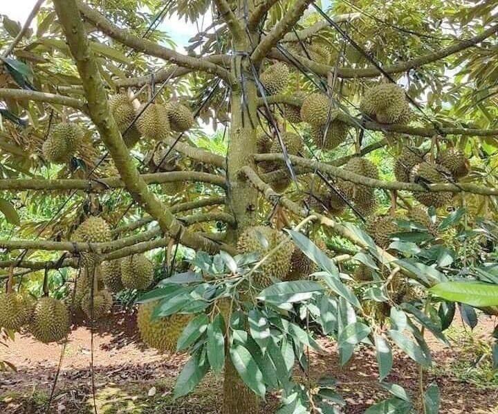 Giống sầu riêng Dona gốc 2 năm