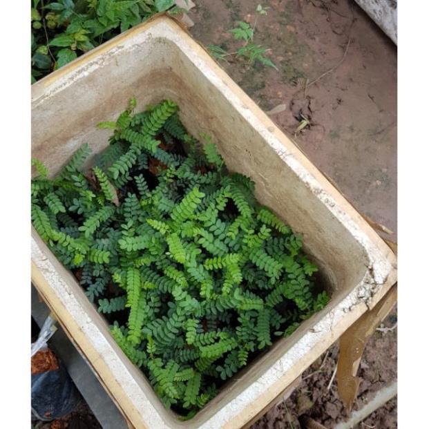 Cây giống bồ kết chuẩn F1