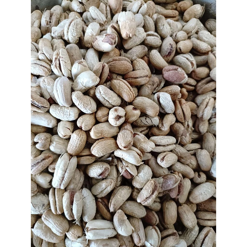 Hạt giống chà là cảnh - chà là kiểng 1kg/gói