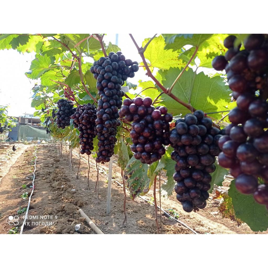 CÂY GIỐNG NHO HẠ ĐEN .