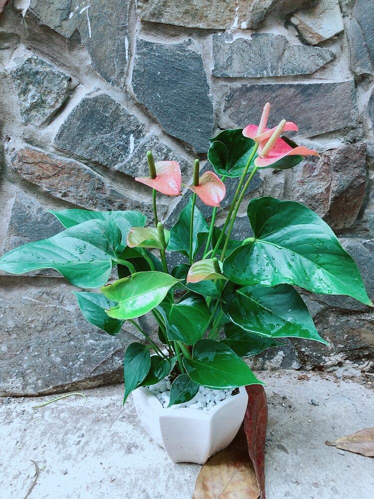 Chậu Cây Hồng Môn Hồng