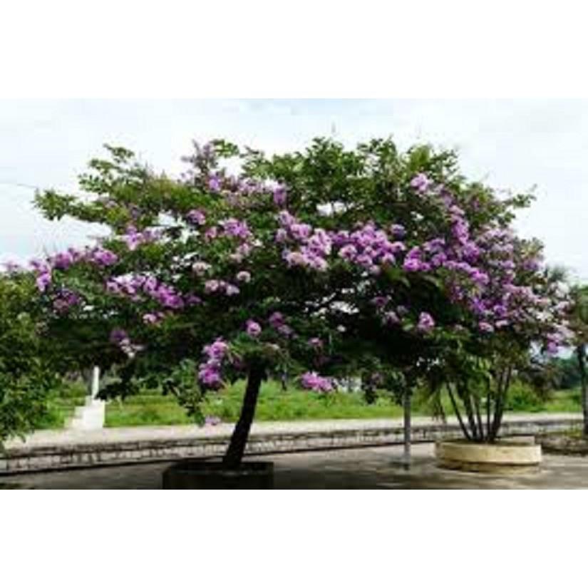 CÂY HOA BẰNG LĂNG TÍM - CÂY CAO 1,5M TRỞ LÊN,ĐÁNH ĐẤT