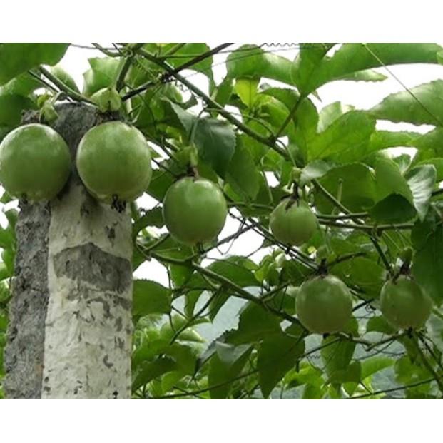 Hạt giống chanh leo siêu quả