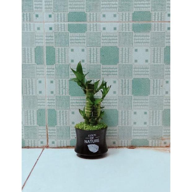 Chậu Cây Phát Tài