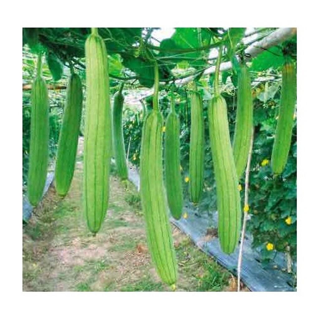 Hạt Giống Mướp Hương AGRIOTO 168 -
