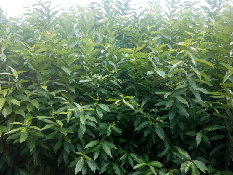 Cây, Lá vối tươi