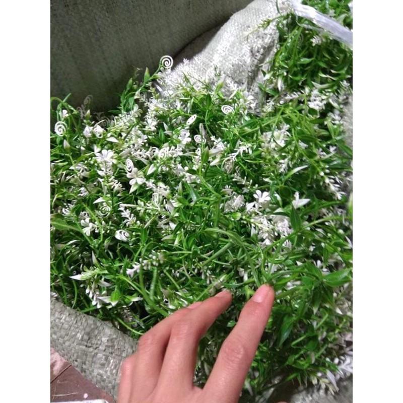 Cỏ điểm 100g