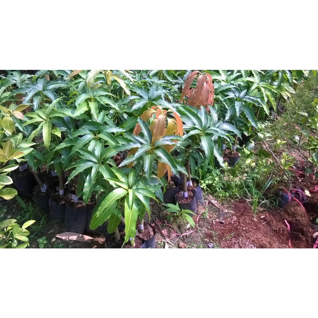 CÂY GIỐNG XOÀI TÀI LỘC