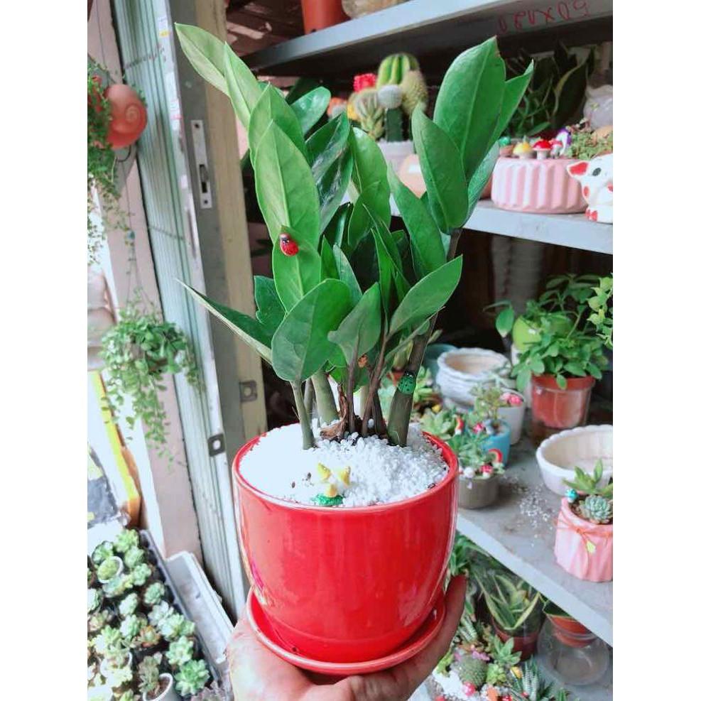Chậu kim tiền thái tiểu cảnh Bán Chạy
