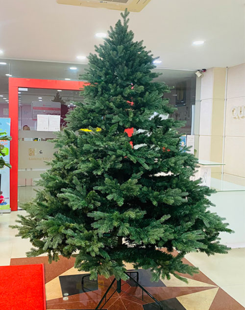 Cây thông Pe cao cấp 1m5 - Cây thông noel PE -  Cây tự động bung cành