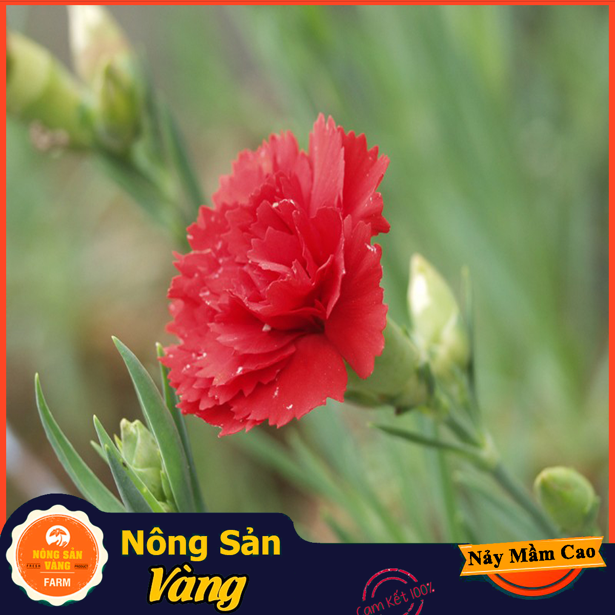 Hạt giống Hoa Cẩm Chướng Kép Mix Màu - Nông Sản Vàng