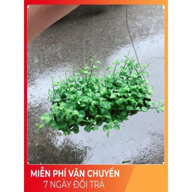 Chậu Đô La