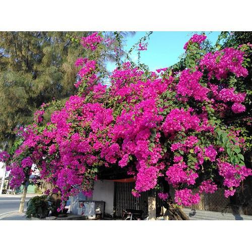 CHẬU HOA GIẤY ĐỦ MÀU, CHẬU LỚN, GIÁ SIÊU RẺ