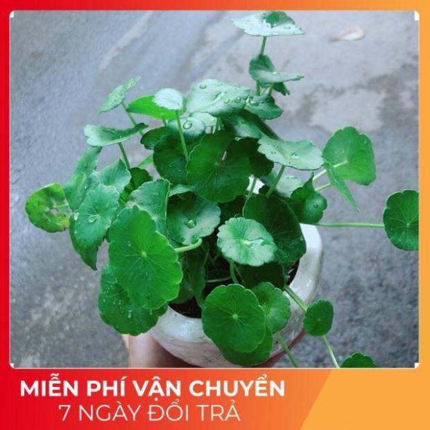 Chậu Cây Cỏ Đồng Tiền