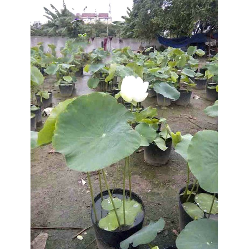 100 Chậu 25x21x21cm nhựa PE dẻo trồng cây bền từ 5 đến 10 năm-77307