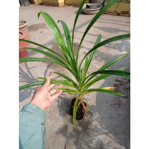 Cây lá nếp thơm