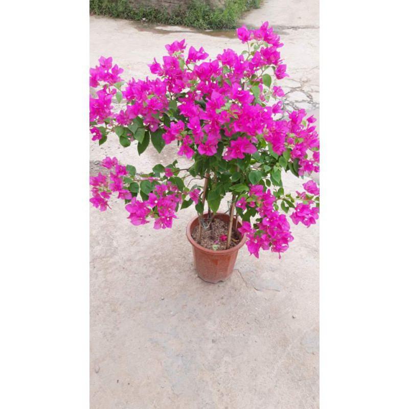 Sản phẩm CÂY HOA GIẤY