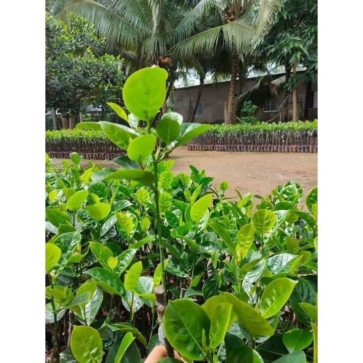 Cây Giống Mít Không Hạt Khổng Lồ Dòng F1
