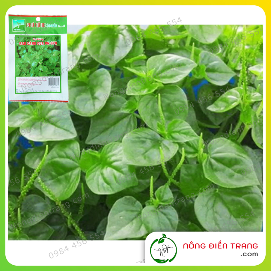 Hạt Giống Rau Càng Cua Phú Nông - Gói 0.5g - Dễ Trồng, Cây To, Sinh trưởng khỏe, Kháng bệnh tốt VTNN Nông Điền Trang